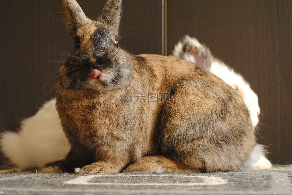 國內(nèi)動物,兔,草莓