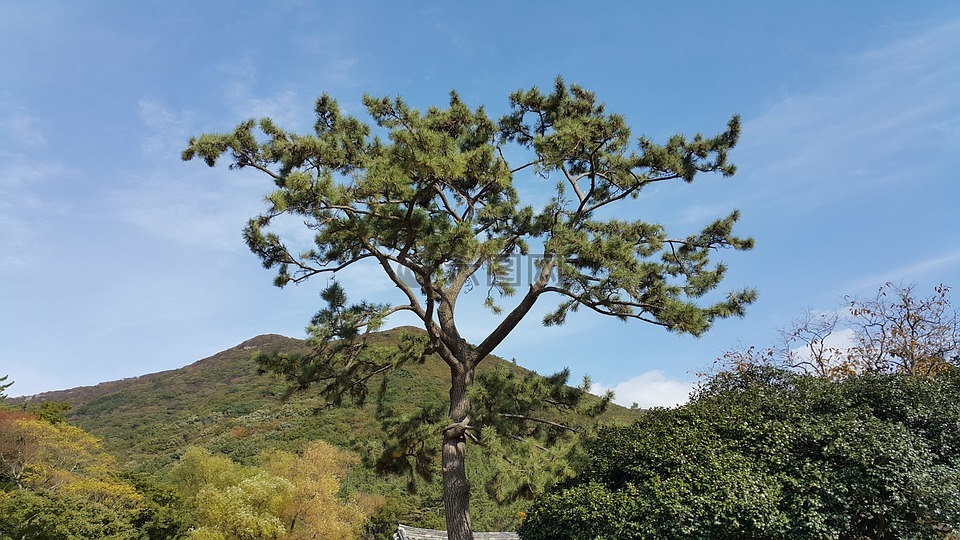 山,木材,松