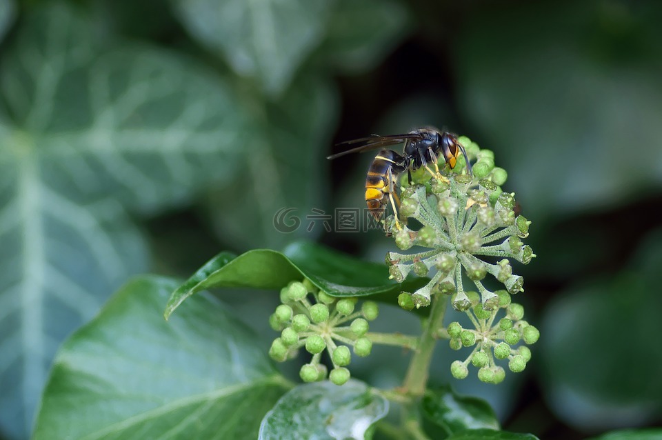 亞洲大黃蜂,胡蜂白蠟,昆蟲