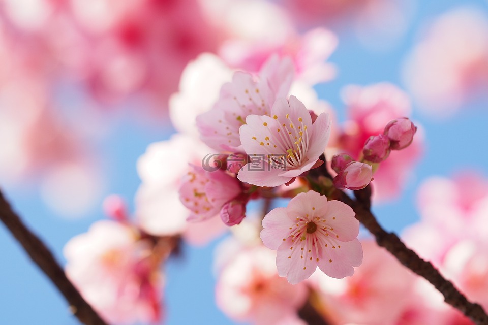 櫻桃木,支,花