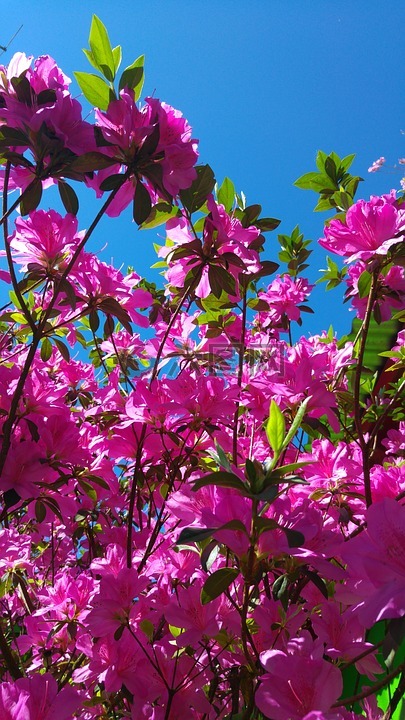 杜鵑花,花,粉紅色
