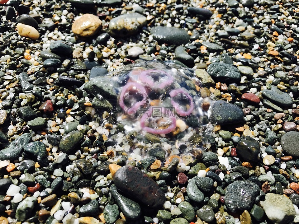 魚,海,海蜇