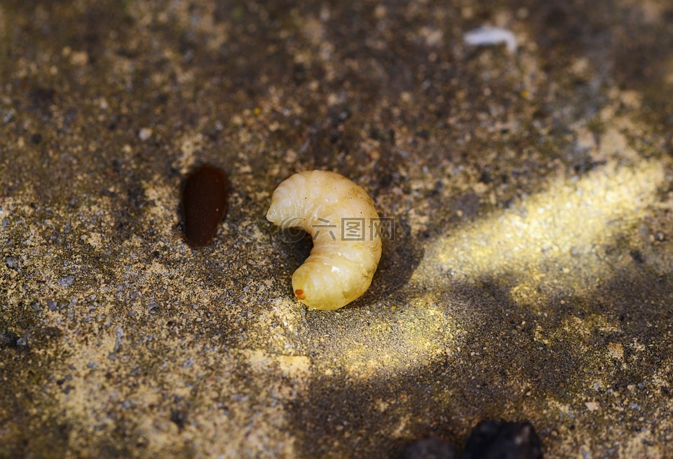 蜂蜜蜜蜂幼蟲,蜜蜂,grub