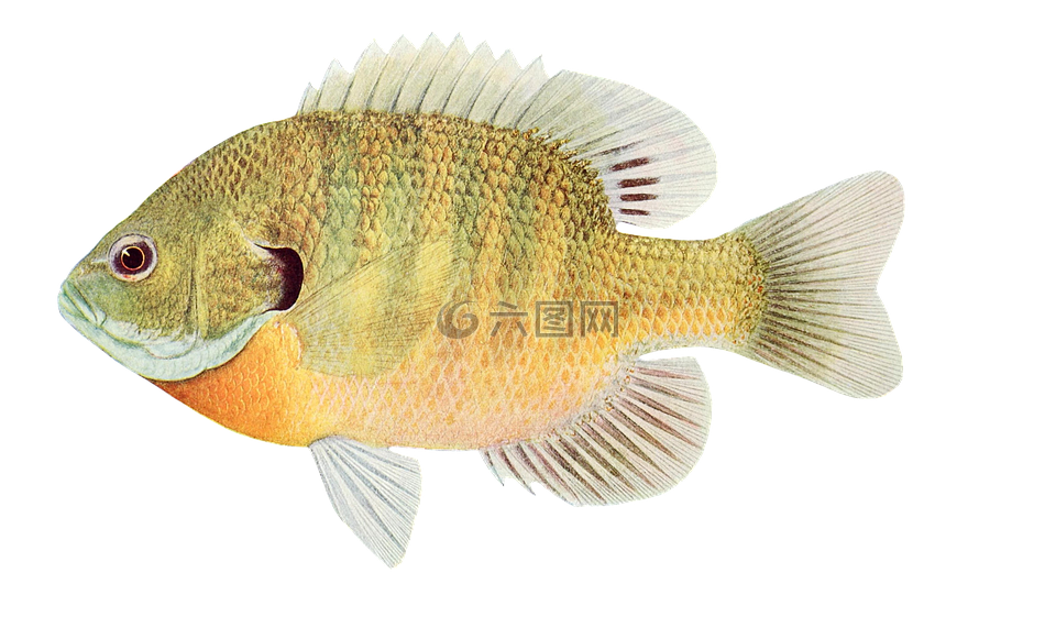 魚,動物,水