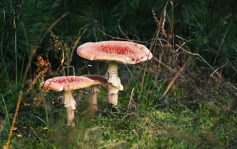 鵝膏菌,蘑菇,飛木耳紅
