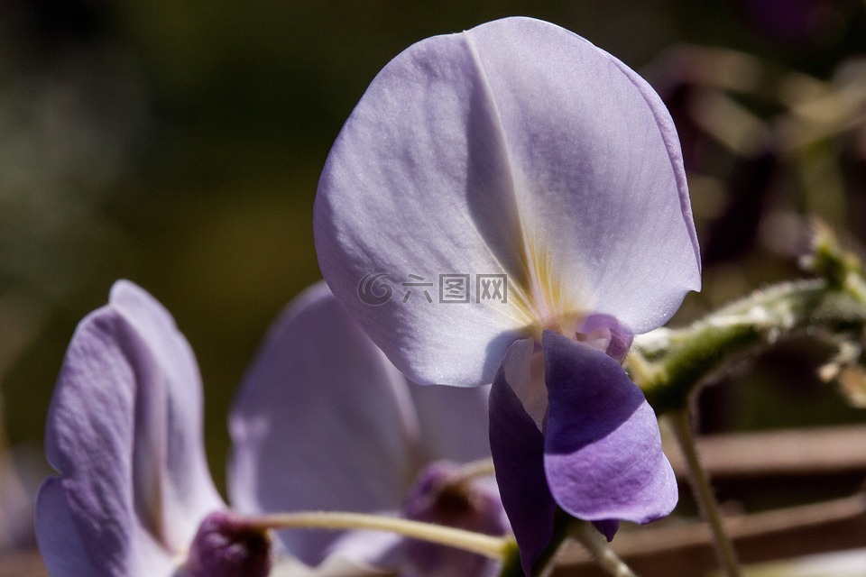 藍(lán)色雨,紫藤,wisterien