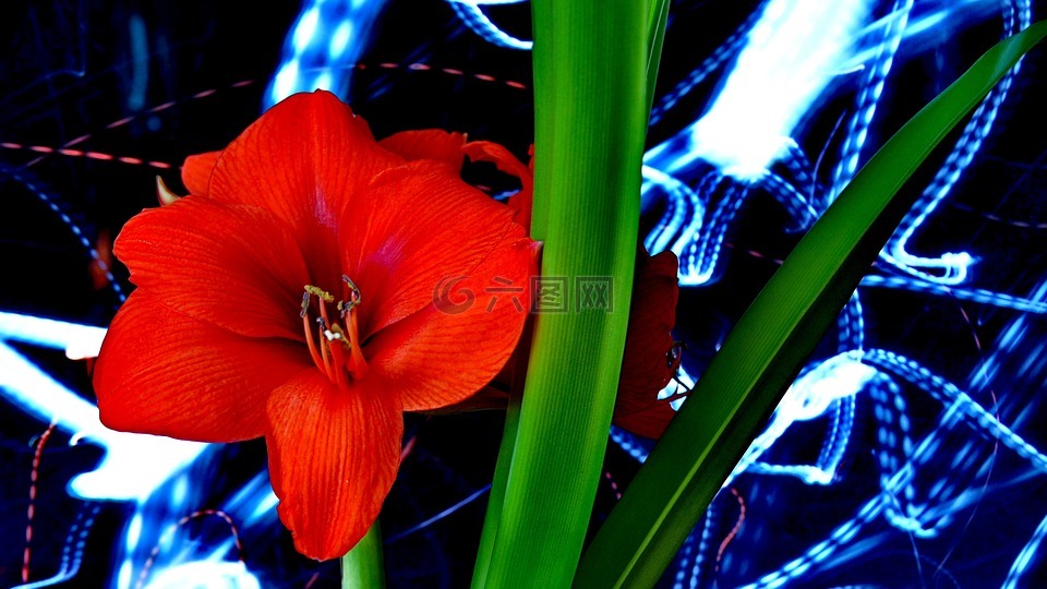 花卉,紅色,amarillis
