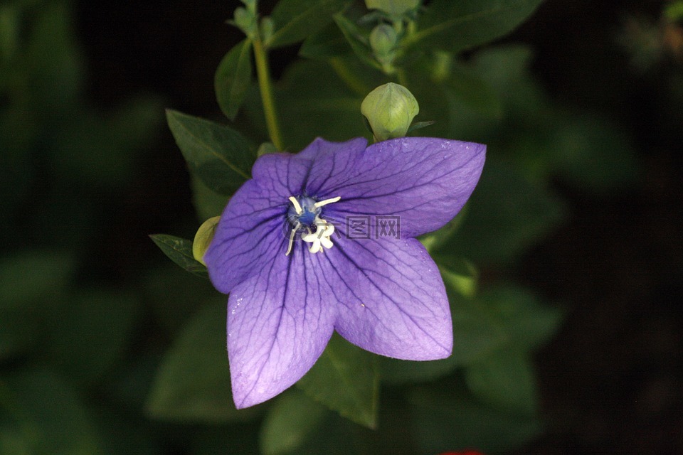 花,氣球,紫