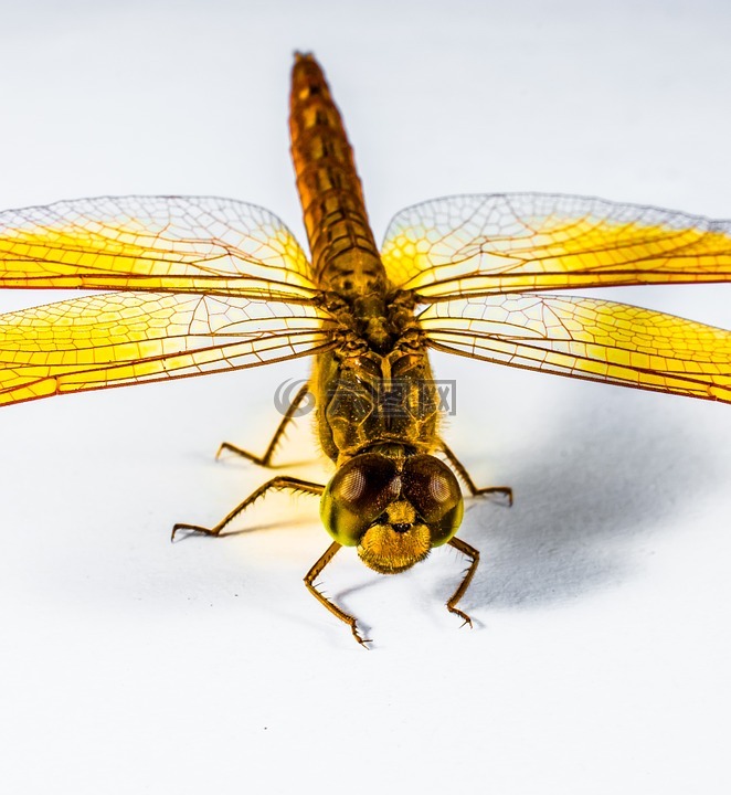 蜻蜓,昆虫,黄色高清图库素材免费下载(图片编号:)-六