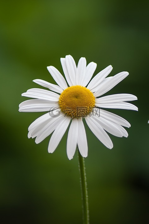 margriet,花卉,春天