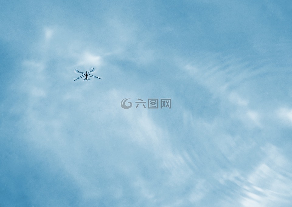 nartnik,昆蟲,水