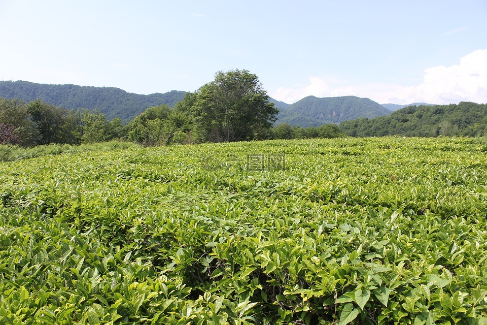 茶,茶園,植物