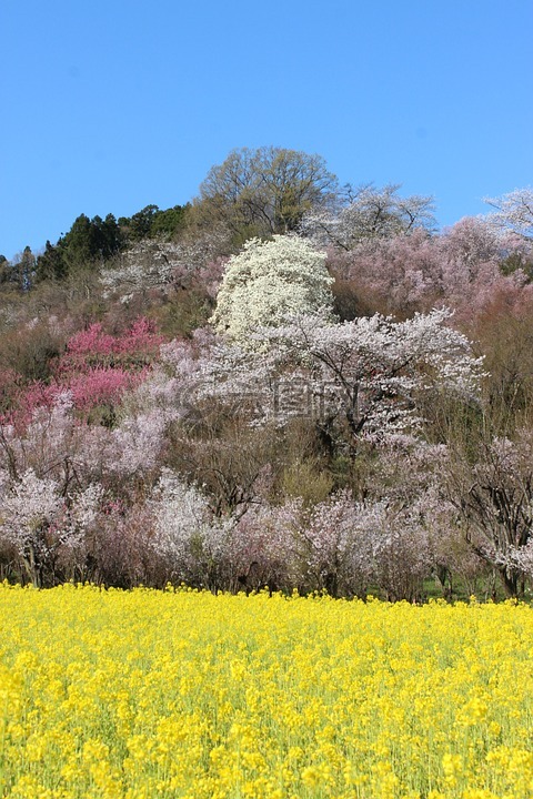 福島,櫻花觀賞山,櫻桃