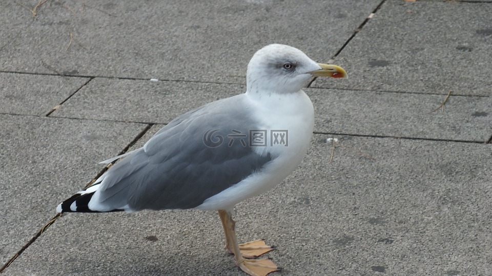 海鷗,鷗,鳥