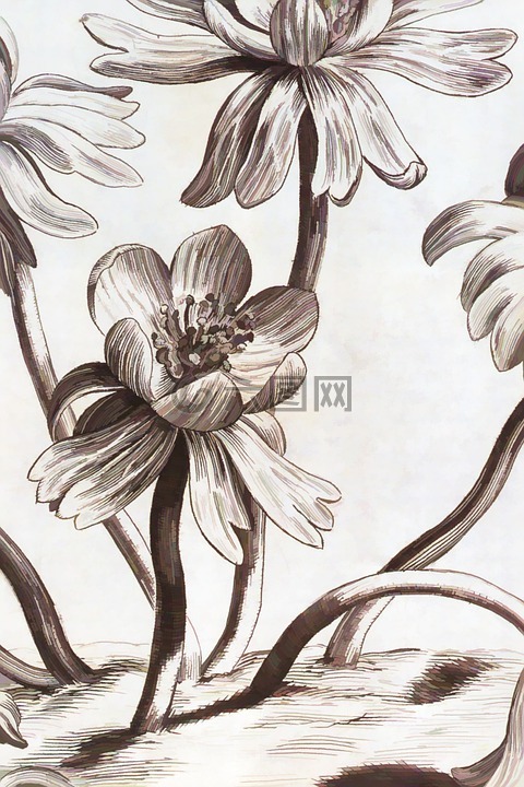 花的,烏賊,鮮花