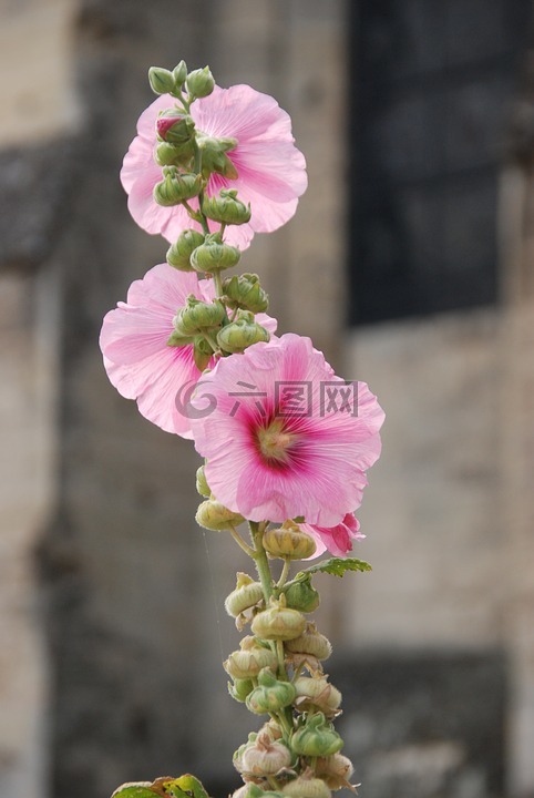 花卉,玫瑰,蜀葵