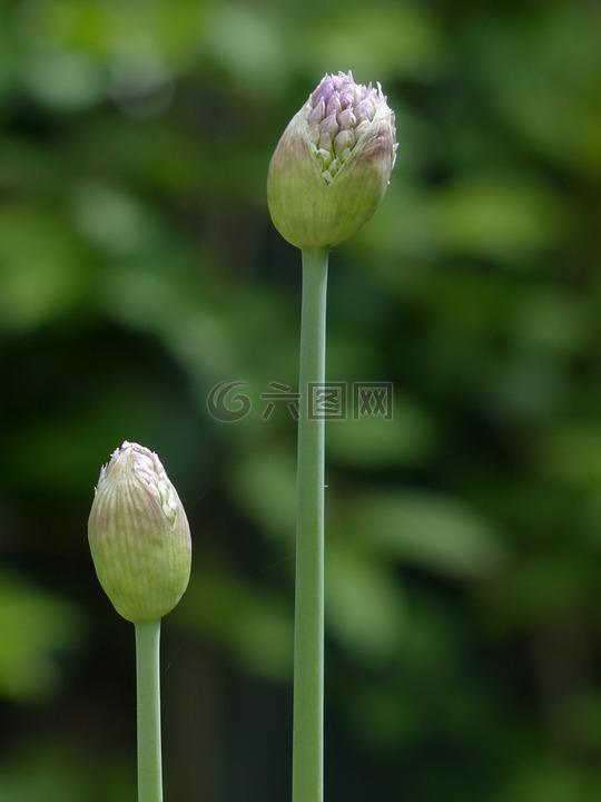 洋蔥開花,開花,洋蔥