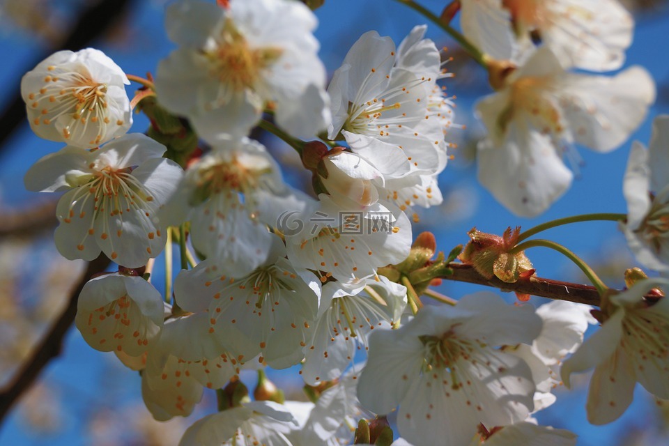 梨花,梨,開花