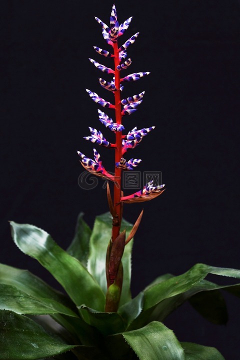 花卉,植物,鳳梨