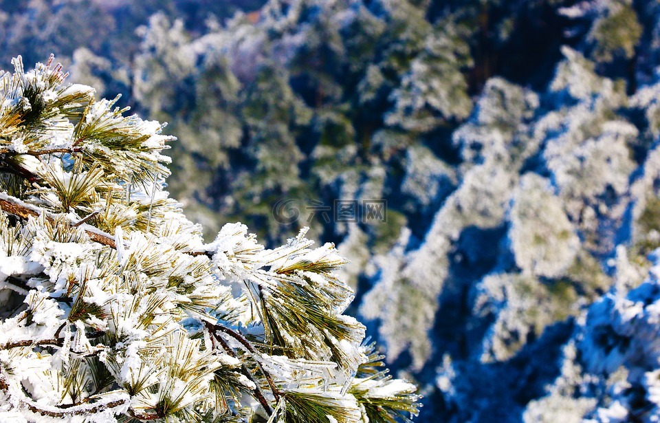 雪景,松樹,紋理