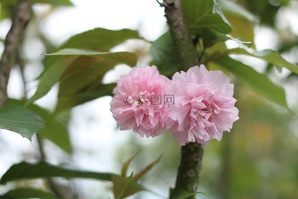 櫻花,協(xié)春園藝,塘河花木文化博覽園