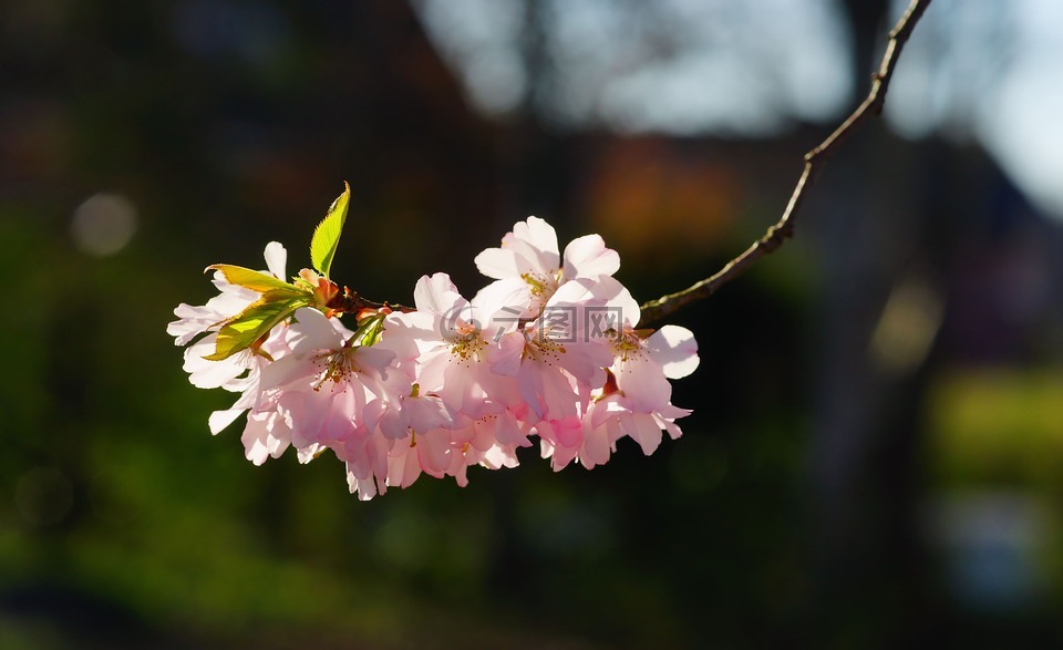 櫻花,日本櫻花,氣味