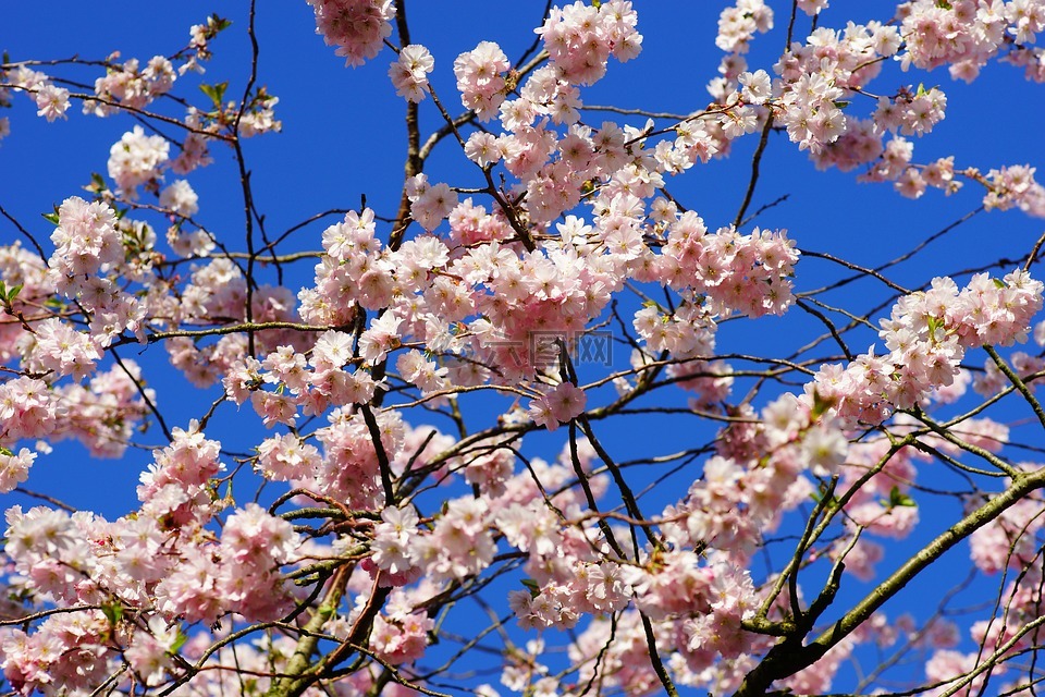 櫻花,日本櫻花,氣味