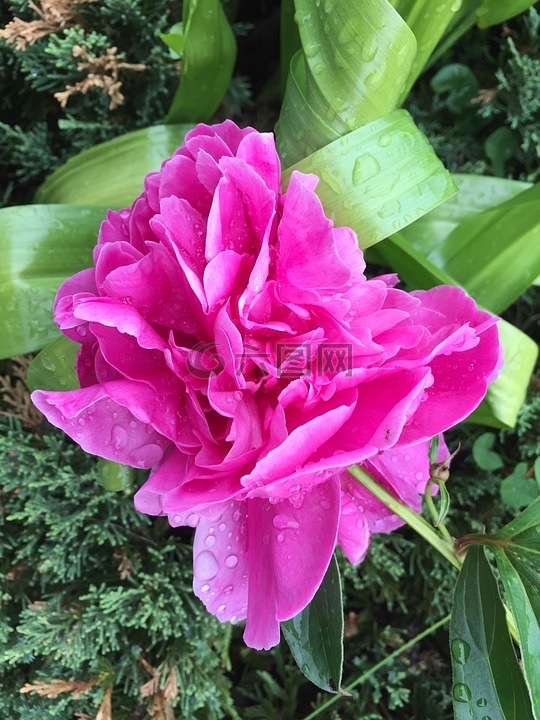 牡丹,花,粉红色