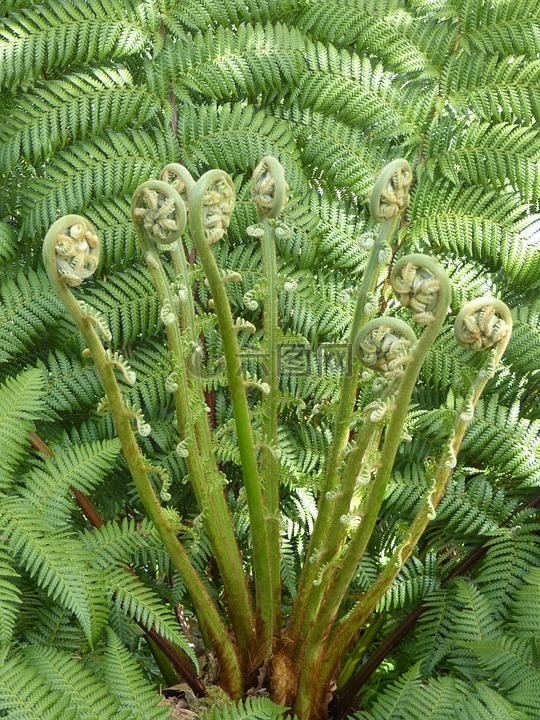 蕨類,廠,蕨菜