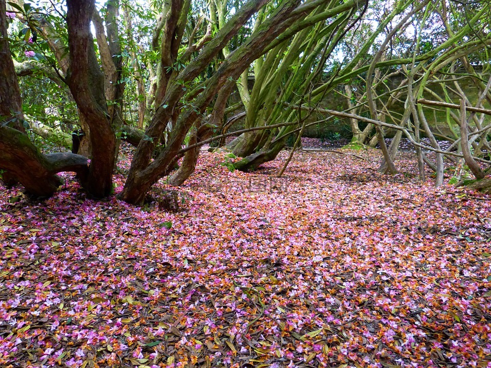 花瓣,豐富多彩,紅色色調(diào)