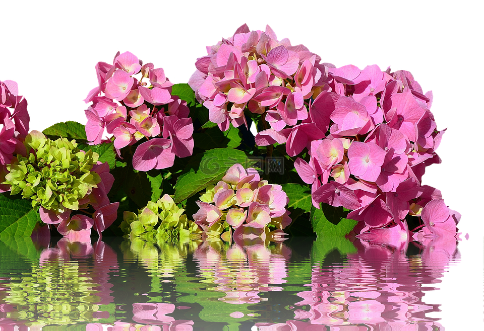 八仙花,孤立,開花