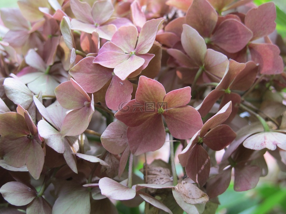 繡球花,花,性質(zhì)
