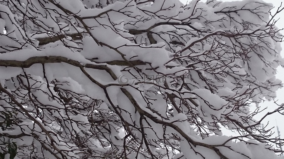 冬季,雪,樹(shù)