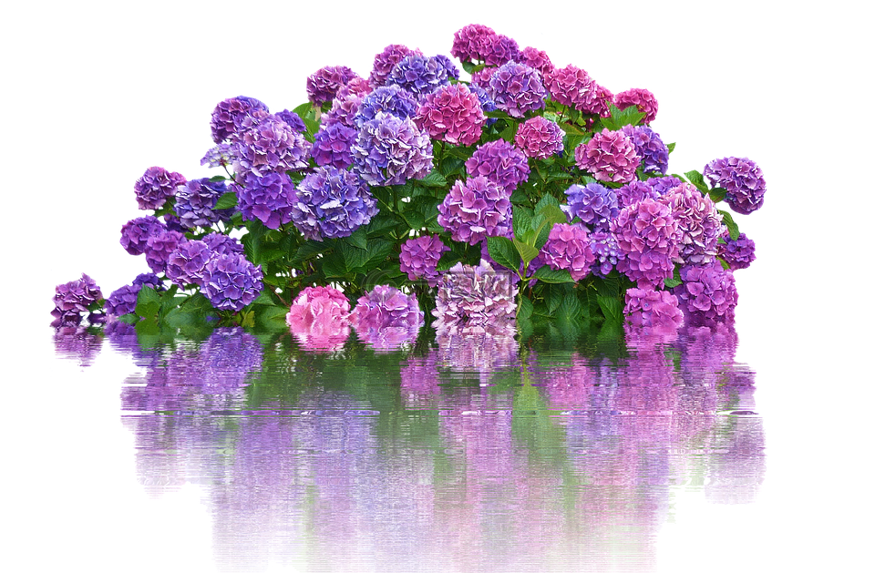 繡球,鮮花,布什