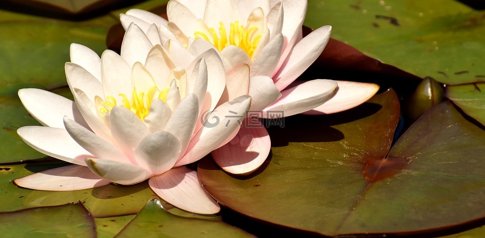 睡蓮,花,水