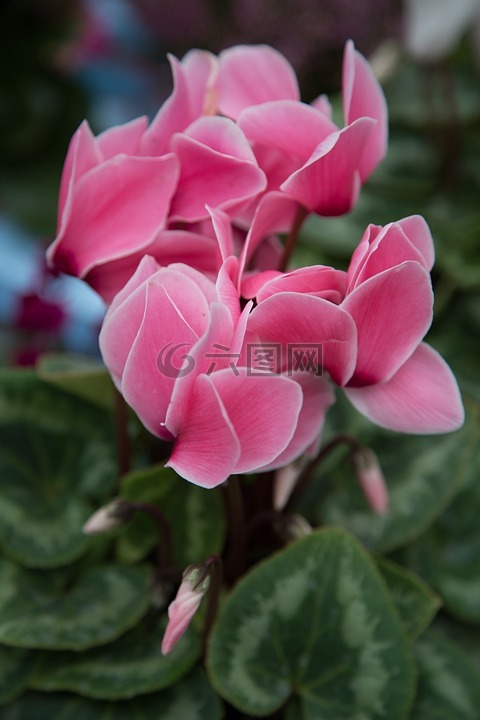 喇叭花,花,春