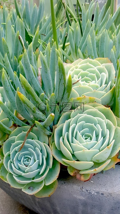 绿色的植物,植物,花园
