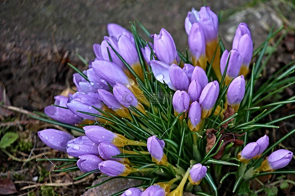 藏紅花,春天,楞次