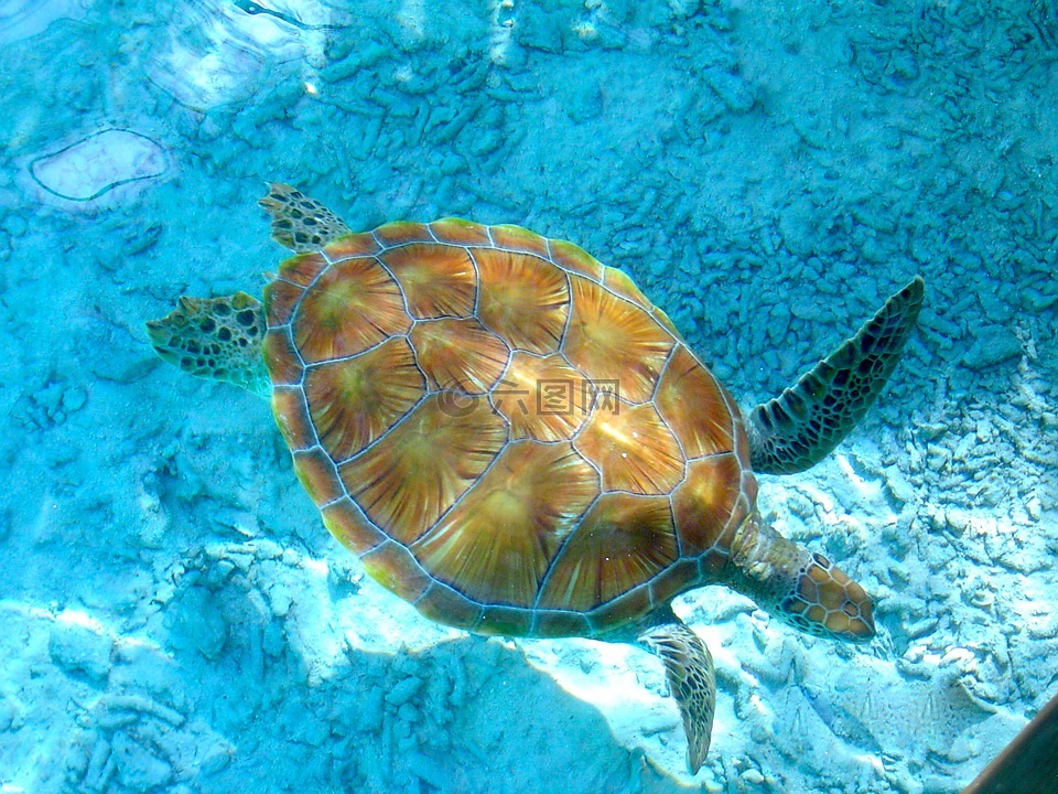 海龜,瀉湖,清水