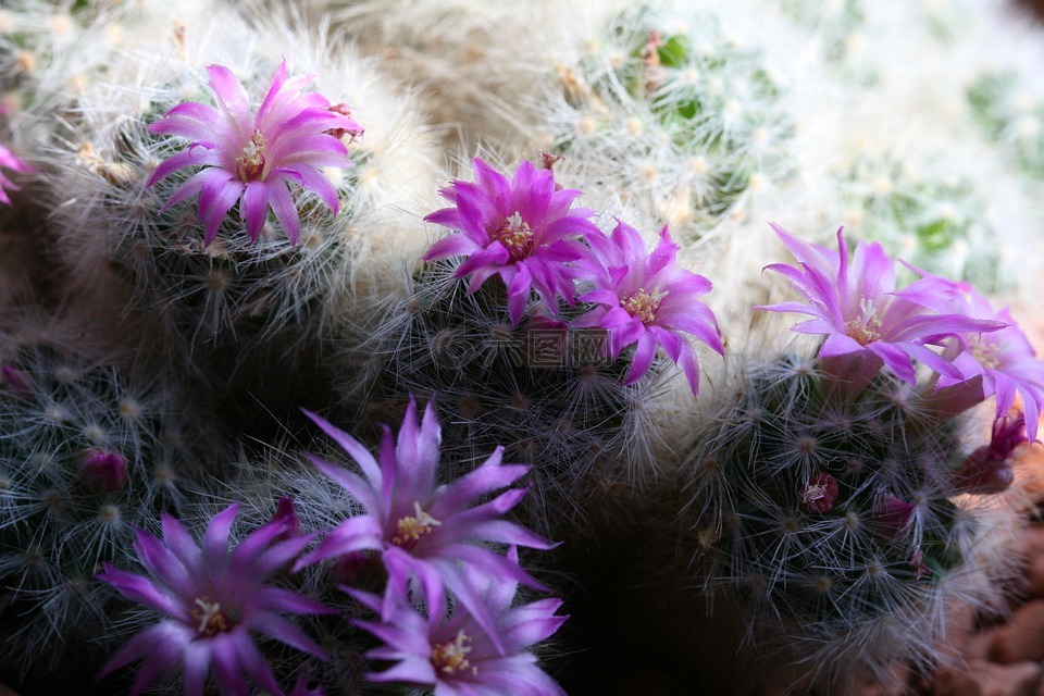仙人掌,開(kāi)花仙人掌,紫
