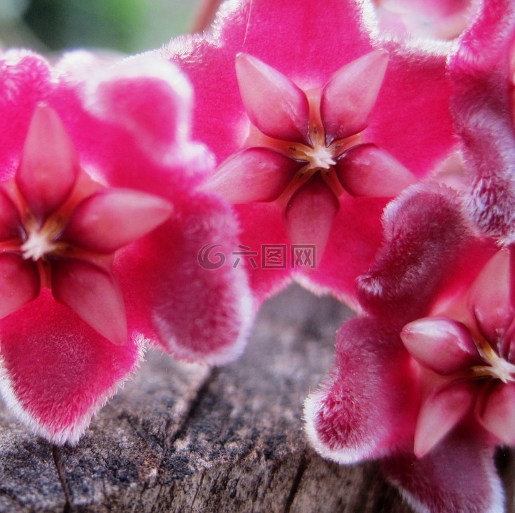 waxplant,霍亞,粉紅色