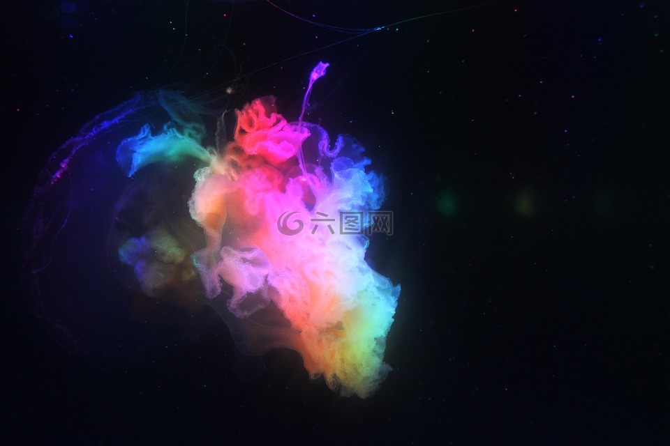 海蜇,自然,世界