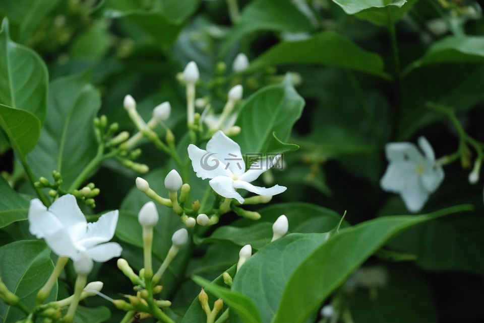 花,白,野花