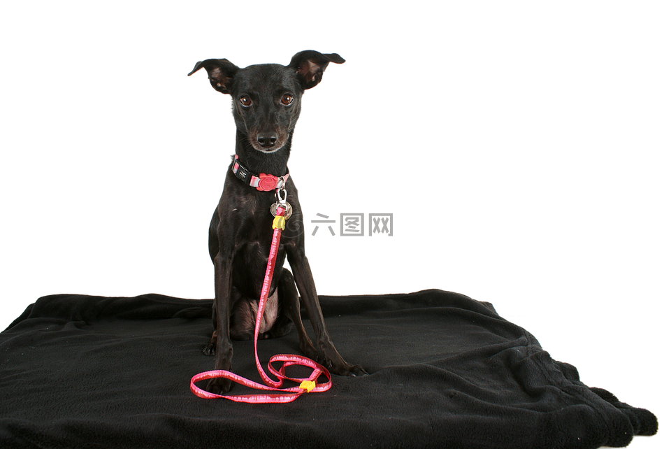 狗,黑犬,寵物