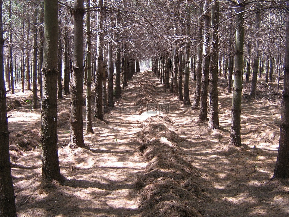 松針,松針收獲,松樹(shù)