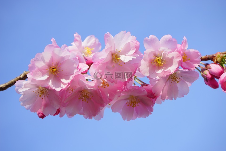 日本櫻花樹,鮮花,日本櫻花