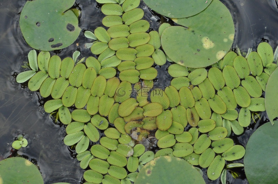 槐葉萍對,植物,受保護(hù)
