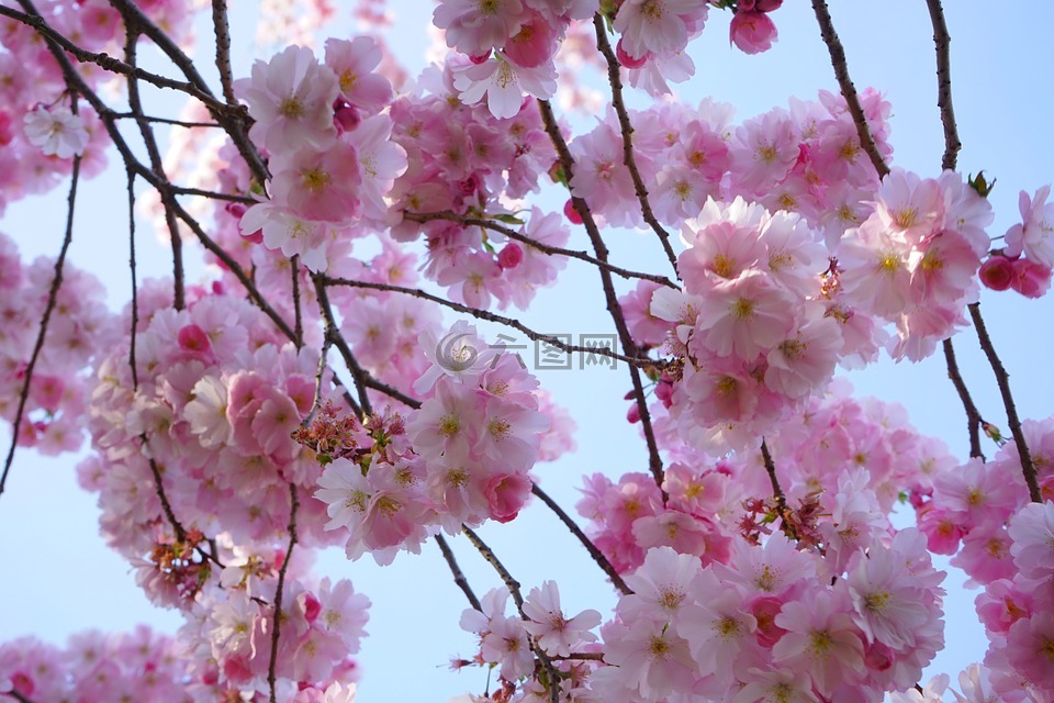 日本樱花树,鲜花,粉红色