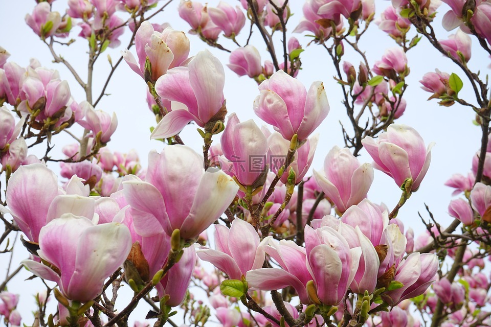 玉蘭,玉蘭花,鮮花