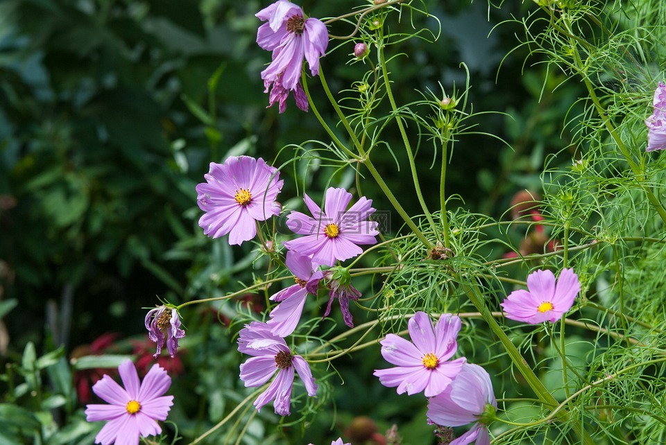 植物,自然,花
